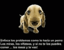 Haga click para ver la imagen ampliada sino te los puedes comer los olfateas y te vas.png